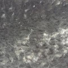 压花旋花小兔毛